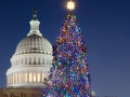 2012 Capitol Christmas Tree