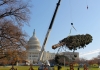 2012 Capitol Christmas Tree arrives at U.S. Capitol
