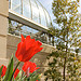 Tulips at the U.S. Botanic Garden