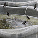 Birds in Senate Fountain