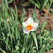 Daffodil in Senate Park