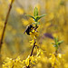 Bees and Blooming Forsythia Capitol Grounds