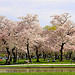 Cherry Blossoms in Bloom in Senate Park