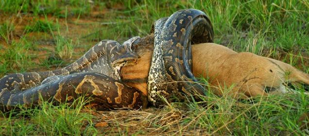 A hungry python stretches its jaws to an astonishing size to eat a wildebeest calf head first 