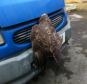 Shock: Carl Wooley drove more than five miles from Adlington to Macclesfield with before he discovered the buzzard had collided with his delivery van