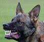 file picture of police dog