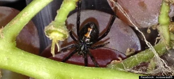 Mealbreaker: Black Widow Spider Found In Whole Foods Grapes