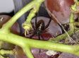 Mealbreaker: Black Widow Spider Found In Whole Foods Grapes