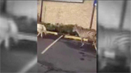 Zebra Chases Pony Down Staten Island Street (VIDEO)