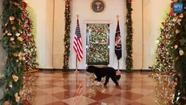 Bo inspects the 2012 White House holiday decorations