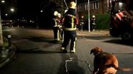 Dog helps firefighters