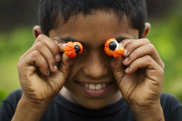 A boy plays with the fruit of the guarana plant at a farm in Maues, 160 miles (256 km) east of Manaus, in the Brazilian Amazon, December 2, 2012. The town of Maues is nicknamed the 'Land of Guarana' and is the host to the annual Guarana Festival, with the woody vine being the main source of income for the region. The guarana plant is the source of the seed with which Brazil's famous guarana soft drink is made, and which is incorporated into food products as an effective stimulant due to its high concentration of caffeine, twice that of coffee. In the language of the Guarani Indians, guarana means 'fruit like the eyes of the people.' Picture taken December 2, 2012. REUTERS/Bruno Kelly (BRAZIL - Tags: BUSINESS AGRICULTURE FOOD TPX IMAGES OF THE DAY)