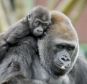 Kukena the baby western lowland gorilla clings to his mum Salome at Bristol Zoo Gardens. Researchers say that extrovert gorillas live longer - a trait they share with humans