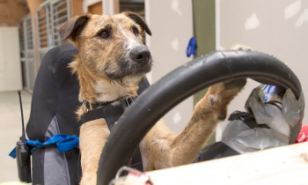 Porter, a 10 month old beardie cross, is one of three dogs being trained to drive a specially converted Mini in a stunt for the New Zealand Society for the Prevention of Cruelty to Animals.