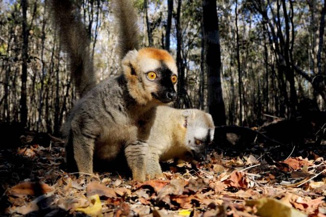 Cheeky chaps: Two brown Lemurs forage through the undergrowth on a Madagascan forest floor. Lemurs are unique to Madagascar. The number of known Lemur species is continuing to grow with some estimates putting the figure at 100 