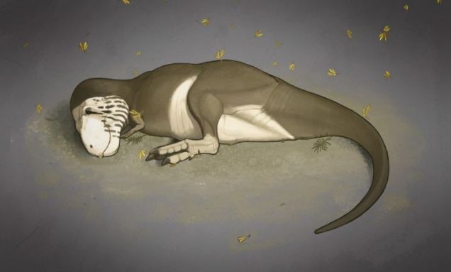 Cute: A Tyrannosaurus rex is pictured how it might have looked sleeping