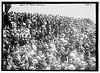 Crowd at MAINE exercises  (LOC) by The Library of Congress