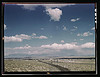 Santa Fe R.R. line going to Albuquerque, New Mexico, past the Isleta Indian reservation, Isleta, N[ew] Mex[ico] (LOC) by The Library of Congress