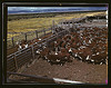 Cattle in corral waiting to be weighed before being trailed to railroad, Beaverhead County, Montana (LOC) by The Library of Congress