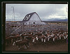 Cattle in corrals on ranch, Beaverhead County, Mont. (LOC) by The Library of Congress