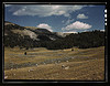 Bands of sheep on the Gravelly Range at the foot of Black Butte, Madison County, Montana (LOC) by The Library of Congress