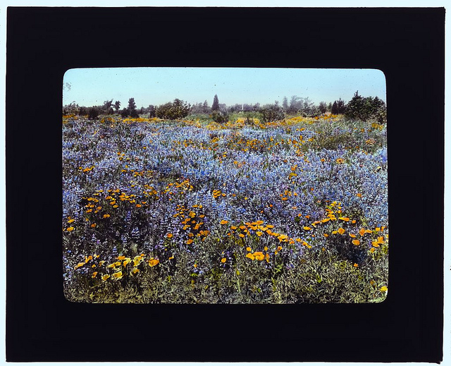[Field of poppies and lupin, California] (LOC)