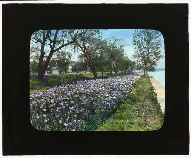 [West Potomac Park, Washington, D.C. (LOC)