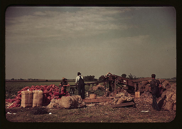 [Grading and packing onions, Rice County, Minnesota] (LOC)