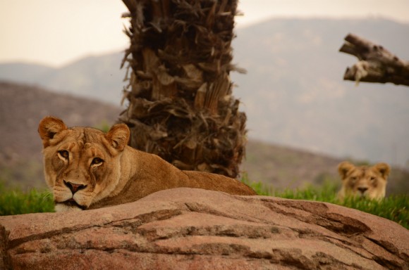 lions san diego zoo safari park