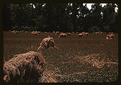 Typical southeastern Georgia farm with newly harvested field of oats (LOC)