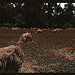 Typical southeastern Georgia farm with newly harvested field of oats (LOC)