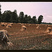 Typical southeastern Georgia farm with newly harvested field of oats (LOC)