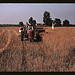 Harvesting oats, southeastern Georgia? (LOC)