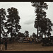 Many automobiles were parked in the grove at the Pie Town, New Mexico Fair (LOC)