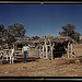 Mr. Leatherman, homesteader, with his work burros in front of his barn, Pie Town, New Mexico (LOC)