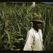 FSA borrower? in a sugar-cane field, Puerto Rico (LOC)