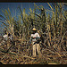 Sugar cane worker in the rich field, vicinity of Guanica, Puerto Rico (LOC)