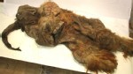 PHOTO: Well-preserved carcass of a Siberian mammoth, more than 10,000 years old, found with fur and bones, and evidence that human hunters may have cut it open.