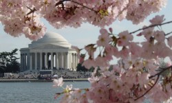 The Jefferson Memorial peeks through the cherry blossoms, DC's springtime signature. 