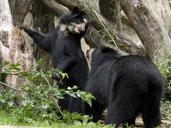 National Zoo's Andean Bear Pregnant Again