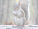 Grey Squirrel - Click me to return to the top of the page