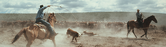 Dan Martinez and Bob Humphrey rope calves, Nevada, 1978.