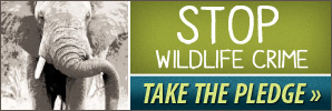 World Wildlife Conservation Day Pledge logo