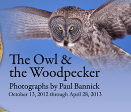 The Owl & the Woodpecker: Photographs by Paul Bannick