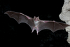 Vampire Bat's Saliva Treat Stroke Patients? | Video