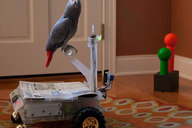Bird Buggy Robots