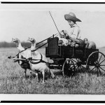Boy in wagon drawn by two harnessed turkeys, 1908