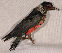 Specimen of a "Lewis woodpecker"