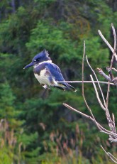 Belted-Kingfisher