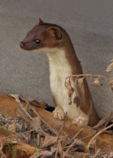 Least-Weasel